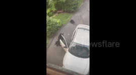 Mama bear and cubs take over car for chocolates!