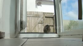 Catnip Bliss: A Feline's Fragrant Homecoming with feline elixir - catnip