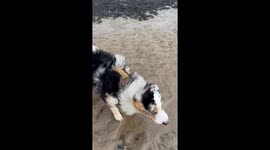 Windy Beach Day With The Dog