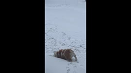 Bulldog Slides Down Snowy Hill