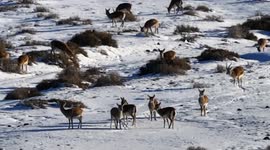 Yellow sheep forage in the Gobi desert amid snow in Hami, China