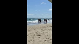 Horses Have a Beach Day