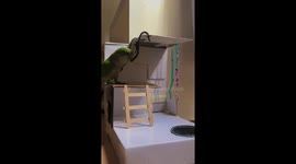 Parrot Falls Off Popsicle Stick Stairs