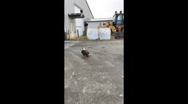 Bald Eagles Flock to Garbage Dump