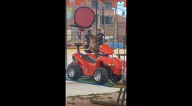 Locals shocked as dog rides carousel like a human
