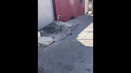 Squirrel Gets Shocked Off Fence