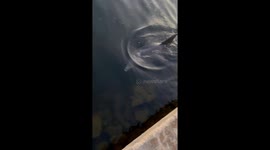 Dolphin And Boat Captain Are Best Friends