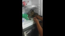 Cat refuses to leave coolness of fridge despite owner's best attempts