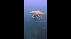 A Shark With A Broken Jaw