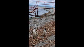 Penguins on Magdalena Island in Chile