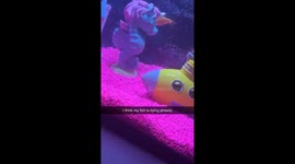 My Fish Have Gone Wild