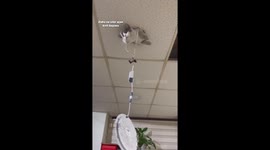 Curious cat gets itself stuck ceiling tiles