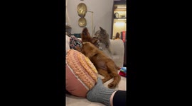 Playing Pup Flops Off The Couch