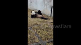 Panda's human-like relaxation wows visitors at Chinese research centre