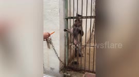 Tourists taunt hungry and screaming macaque with piece of vegetable