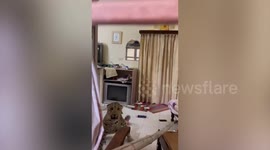 Wild leopard rampages through hotel room India