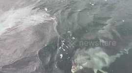 Dolphin gives gifts to its trainers at Japan Dolphin Center