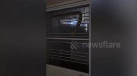 Huge python slithers across family's kitchen window