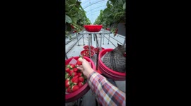 Kitten rides basket through strawberry farm in South Korea