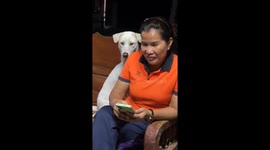 Dog peers over owner's shoulder to see her phone... just like a nosey boyfriend