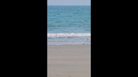 Seagulls race across sand like they are in fast forward mode