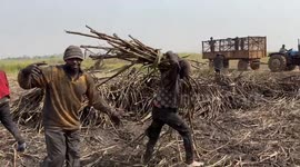 SINTO sugar factory makes Togolese people's life sweeter