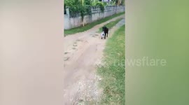 Pet dog arrives home carrying beer bottles for his owner