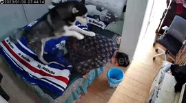 Dog's comical effort to aid ill owner leads to amusing mishap in China