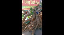 Two giant cassava tubers weighing 275kg and 195kg were harvested by farmers in Vietnam