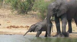 Elephant calf frightens mother after slipping in watering hole in South Africa