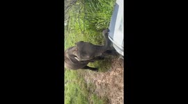 elephant calf scratching the Safari bonnet during the Safari srilanka