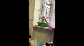 Bird annoyed by cat intruding into its cage