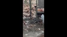 Rooster Defends Coop From Hawk