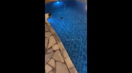 Startling moment as dog takes on poolside frog in Vargem Grande Paulista, Brazil
