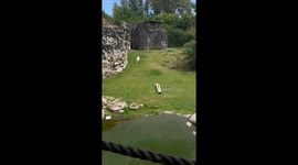 Bengal tiger's failed chase: white tiger's pursuit of a lizard at Temaikèn, Argentina