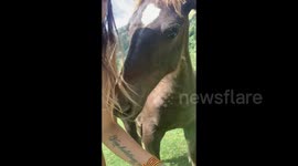 Unexpected encounter: horse in Spanish mountains playfully removes diabetic glucose sensor