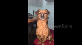 Sleepy but stubborn – Roman the dog's hilarious battle with sleep in Ezeiza, Argentina