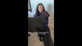 POV: Your Dog Realizes Your Cousin is Pregnant