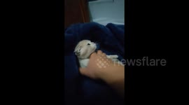 Adorable footage as pet owner sends tiny kitten to sleep with calming song