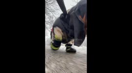 Leo Winston McRib Clomps Along in His Boots