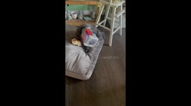 Dog Gets Stuck Diving For Treat Crumbs