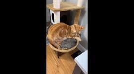 Cats Have a Unique Way of Getting Comfy