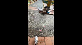 Trash Dog Chases Stomped Foot
