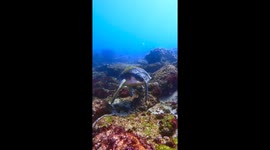 The Most Relaxed Turtle Ever