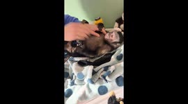 Lunchtime Tickles
