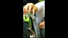 Snake Has A Lil Sip