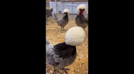 Fabulous Chickens With Fluffy Heads