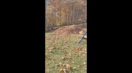 Corgi Leaps Into Leaf Pile