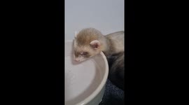 Have You Ever Heard a Baby Ferret Snore?