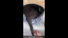 Sleeping Kitty Is Unbothered